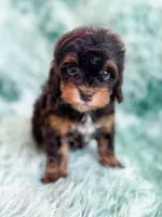 Toffee, a female Havapoo for sale in Temple, GA – Photo 2 of 7