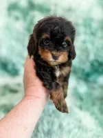 Toffee, a female Havapoo for sale in Temple, GA – Photo 4 of 7
