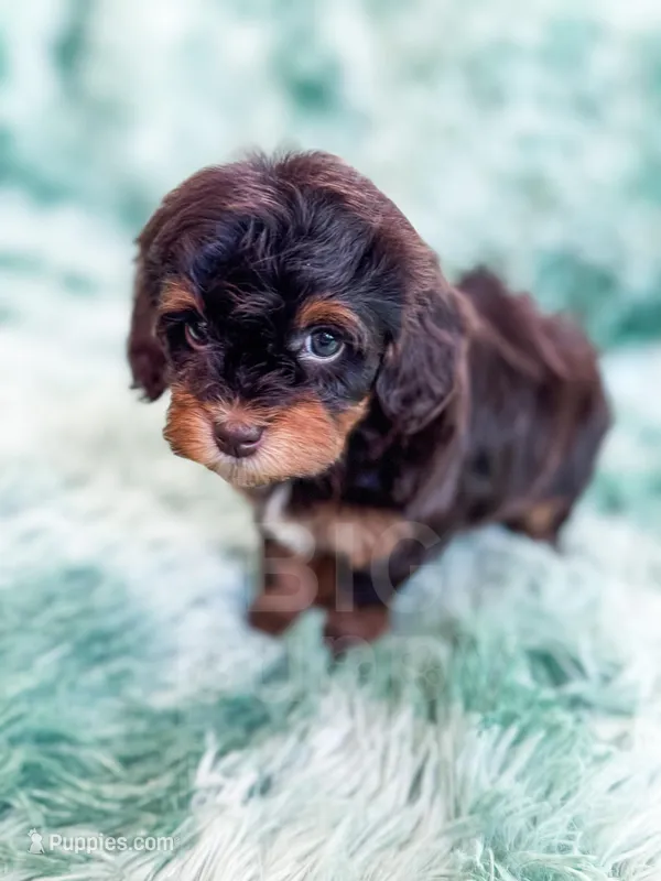 Toffee – Havapoo puppy for sale in Temple, GA