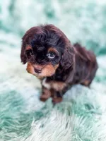 Toffee, a female Havapoo for sale in Temple, GA – Photo 1 of 7