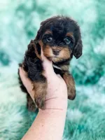 Toffee, a female Havapoo for sale in Temple, GA – Photo 5 of 7
