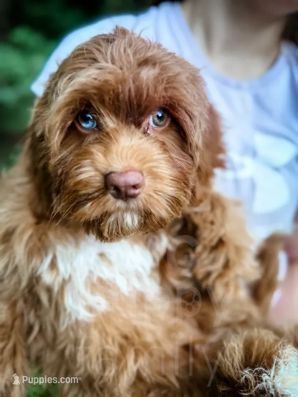 Salsa – Cavapoo puppy for sale in Temple, GA