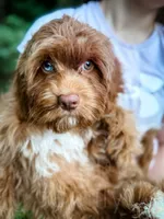 Salsa, a male Cavapoo for sale in Temple, GA – 1 of 6