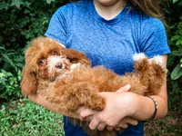 Katie, a female Cavapoo for sale in Temple, GA – 2 of 4