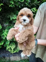 Cardinal , a male Cavapoo for sale in Temple, GA – 2 of 7