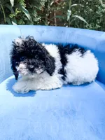 Nampula, a male Cavapoo for sale in Temple, GA – 3 of 10