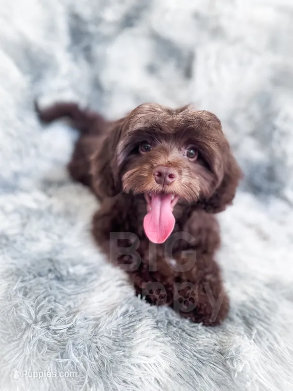 Fudge  – Cavapoo puppy for sale in Temple, GA