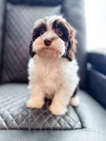 Hershey , a female Havapoo for sale in Temple, GA – 6 of 8