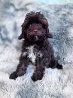 Ripple, a male Cavapoo for sale in Temple, GA – 2 of 6