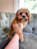 Pez, a male Cavapoo for sale in Temple, GA – 2 of 6