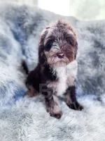 Monty , a male Cockapoo for sale in Temple, GA – 6 of 6
