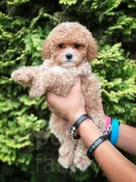 Merlin, a male Cavapoo for sale in Temple, GA – 6 of 7