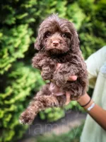 Fudge , a male Cavapoo for sale in Temple, GA – 6 of 6