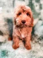 Meadow, a female Cockapoo for sale in Temple, GA – 2 of 9