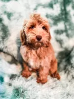 Meadow, a female Cockapoo for sale in Temple, GA – 3 of 9