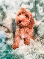 Meadow, a female Cockapoo for sale in Temple, GA – 5 of 9