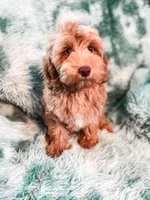 Meadow, a female Cockapoo for sale in Temple, GA – 4 of 9