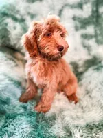 Meadow, a female Cockapoo for sale in Temple, GA – 6 of 9