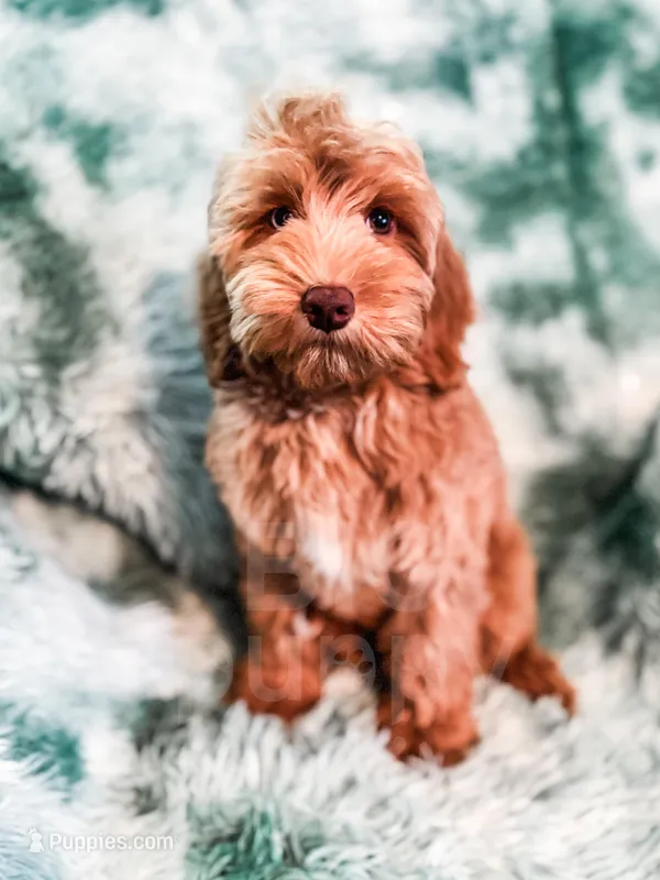 Meadow – Cockapoo puppy for sale in Temple, GA
