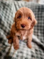 Meadow, a female Cockapoo for sale in Temple, GA – Photo 4 of 6