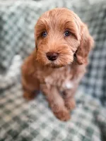 Meadow, a female Cockapoo for sale in Temple, GA – Photo 2 of 6