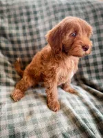 Meadow, a female Cockapoo for sale in Temple, GA – Photo 6 of 6