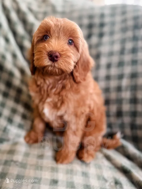 Meadow – Cockapoo puppy for sale in Temple, GA