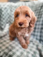Meadow, a female Cockapoo for sale in Temple, GA – Photo 5 of 6