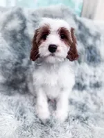 Chief, a male Cavapoo for sale in Temple, GA – 3 of 8