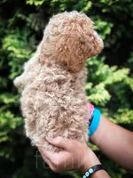 Merlin, a male Cavapoo for sale in Temple, GA – 5 of 7