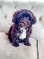 Brownie , a female Havapoo for sale in Temple, GA – 2 of 10