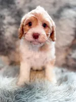 Citrus , a male Cavapoo for sale in Temple, GA – 6 of 9