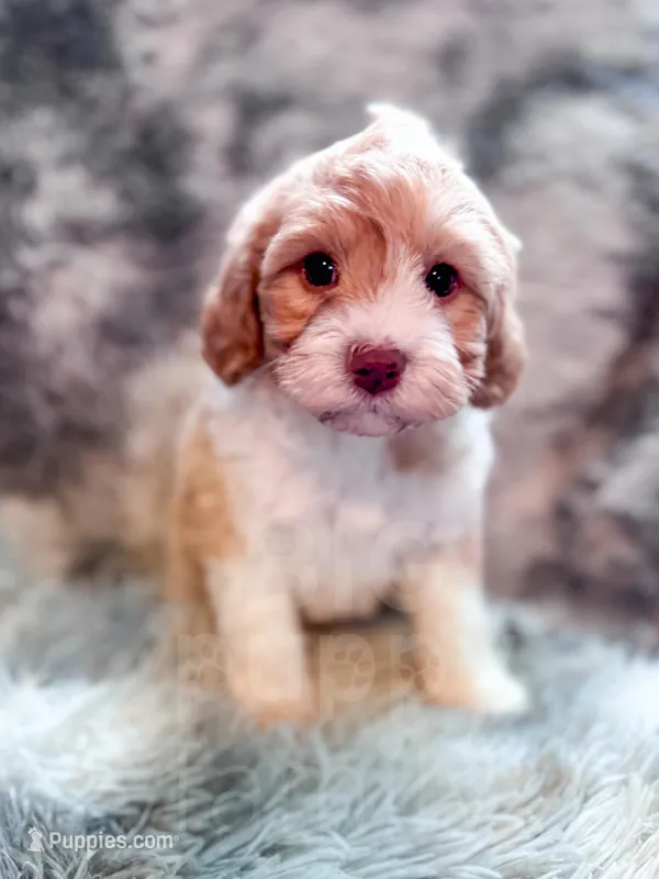 Citrus  – Cavapoo puppy for sale in Temple, GA