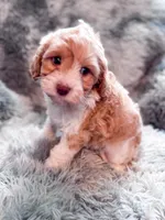 Citrus , a male Cavapoo for sale in Temple, GA – 3 of 9