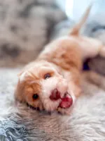 Citrus , a male Cavapoo for sale in Temple, GA – 8 of 9