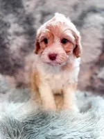 Citrus , a male Cavapoo for sale in Temple, GA – 7 of 9