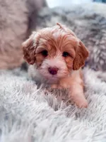 Citrus , a male Cavapoo for sale in Temple, GA – 2 of 9