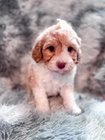 Citrus , a male Cavapoo for sale in Temple, GA – 4 of 9