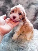 Citrus , a male Cavapoo for sale in Temple, GA – 9 of 9