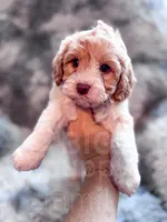 Citrus , a male Cavapoo for sale in Temple, GA – 5 of 9