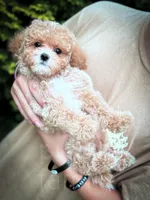 Merlin, a male Cavapoo for sale in Temple, GA – 2 of 7