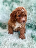 Dugan , a male Cavapoo for sale in Temple, GA – Photo 3 of 7