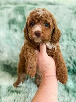 Dugan , a male Cavapoo for sale in Temple, GA – Photo 2 of 7