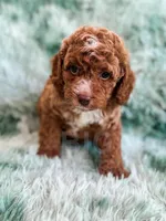 Dugan , a male Cavapoo for sale in Temple, GA – Photo 4 of 7