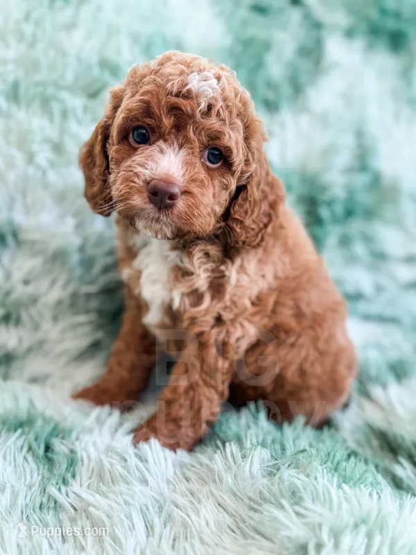 Dugan  – Cavapoo puppy for sale in Temple, GA