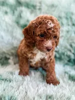 Dugan , a male Cavapoo for sale in Temple, GA – Photo 5 of 7