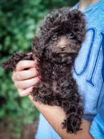 Canary, a female Cavapoo for sale in Temple, GA – 8 of 8