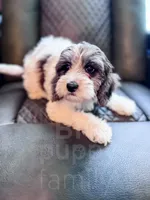 Manchester, a male Cavapoo for sale in Temple, GA – 3 of 10