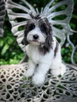 Manchester, a male Cavapoo for sale in Temple, GA – 7 of 10