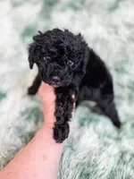 Amsterdam , a male Cavapoo for sale in Temple, GA – Photo 8 of 10